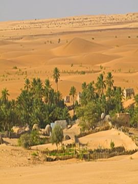 Palm oasis surrounded by Sahara dunes in the Adrar, Mauritania