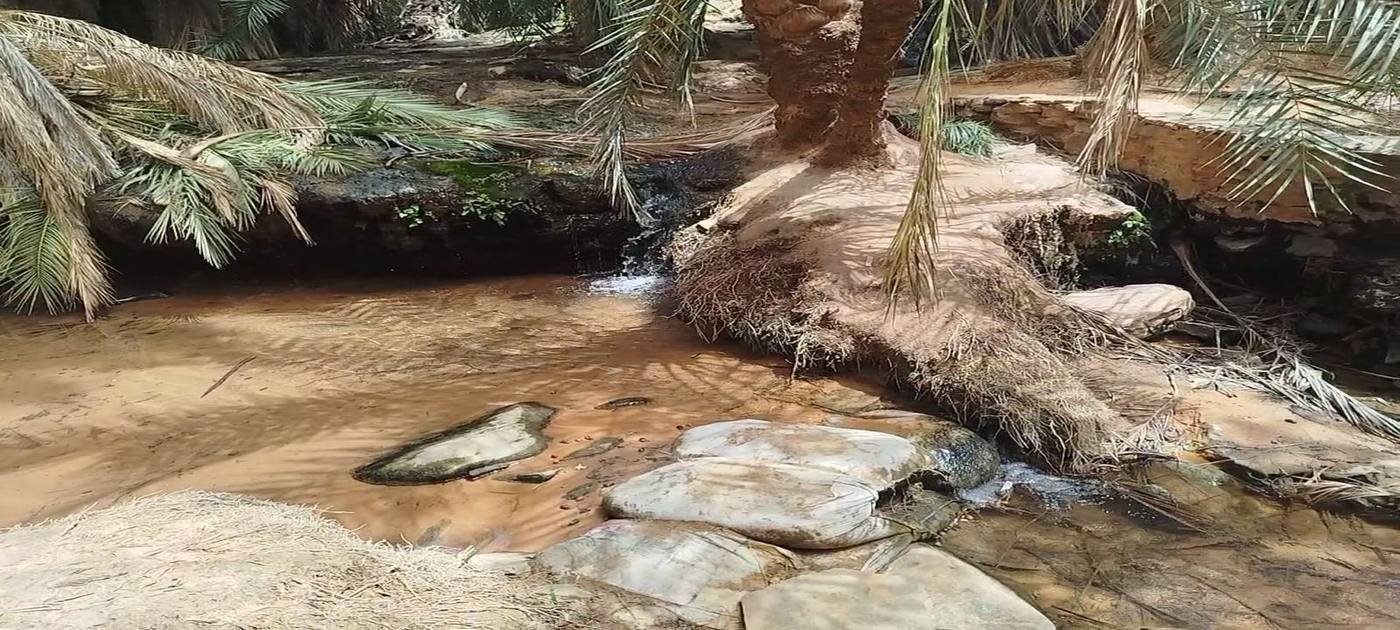 Spring water flowing between palm trunks in the Terjit oasis